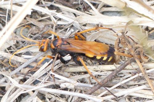 Réf. 266 967 : Cryptocheilus alternatus